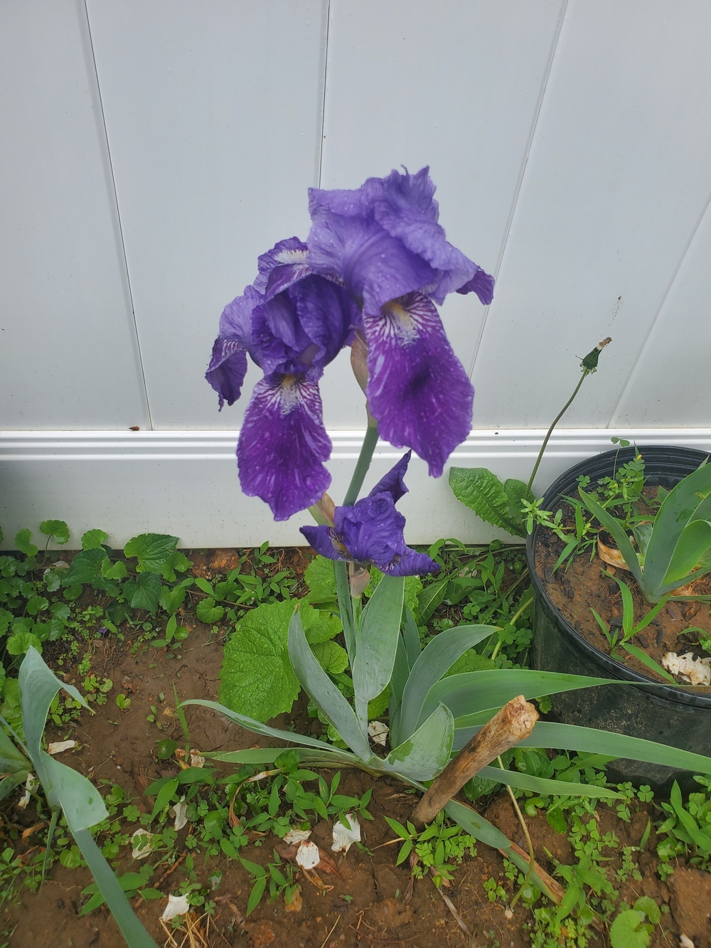 Purple Iris Garden Accent Plant " William Satchell" Bundle Of 3 rizoms +1  bonus